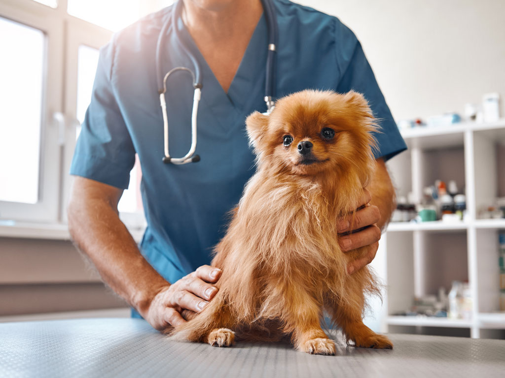 Dog in the Vet Near Me