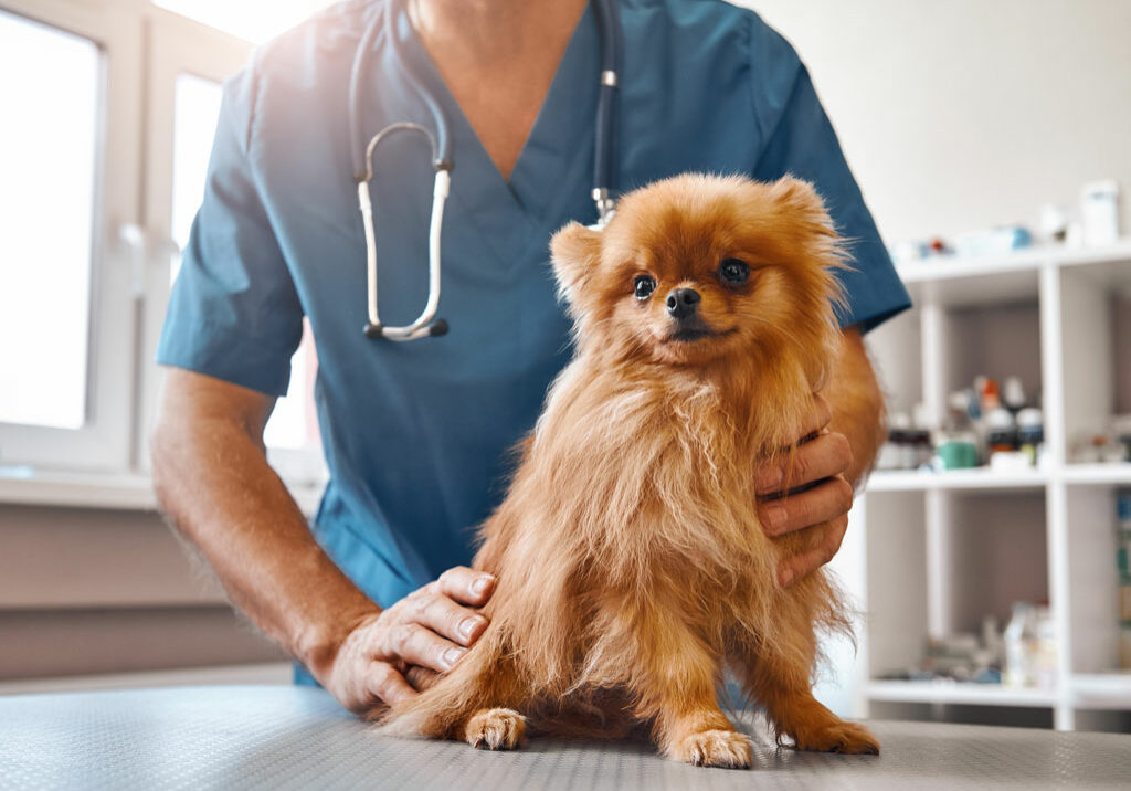 Dog in the Vet Near Me